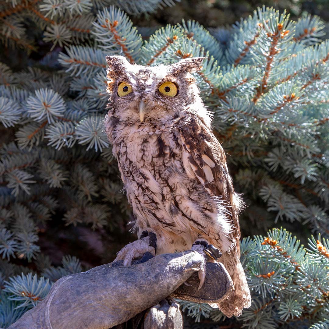 Owl Owl