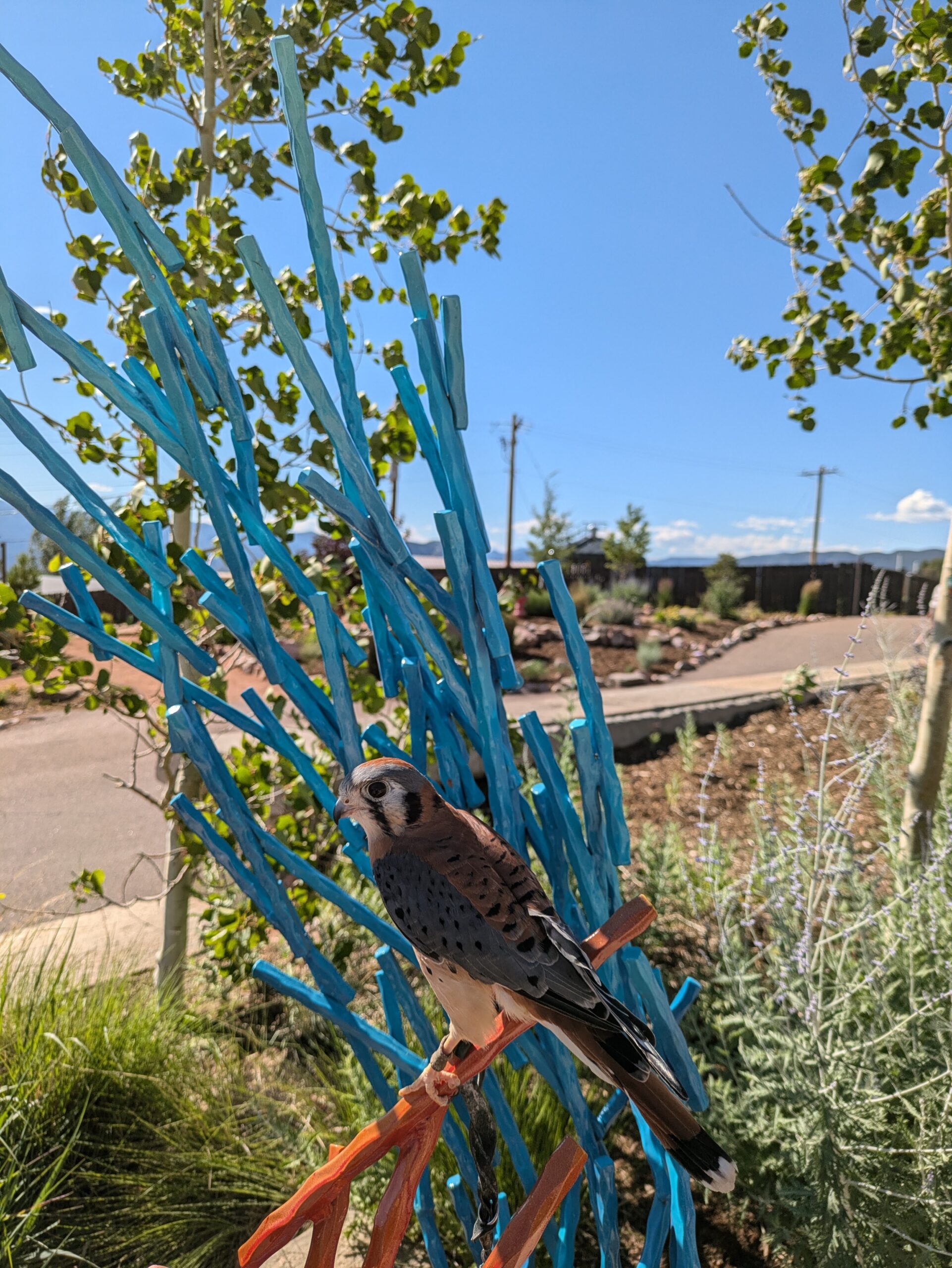 Art in the Park - Royal Gorge & Bridge Park