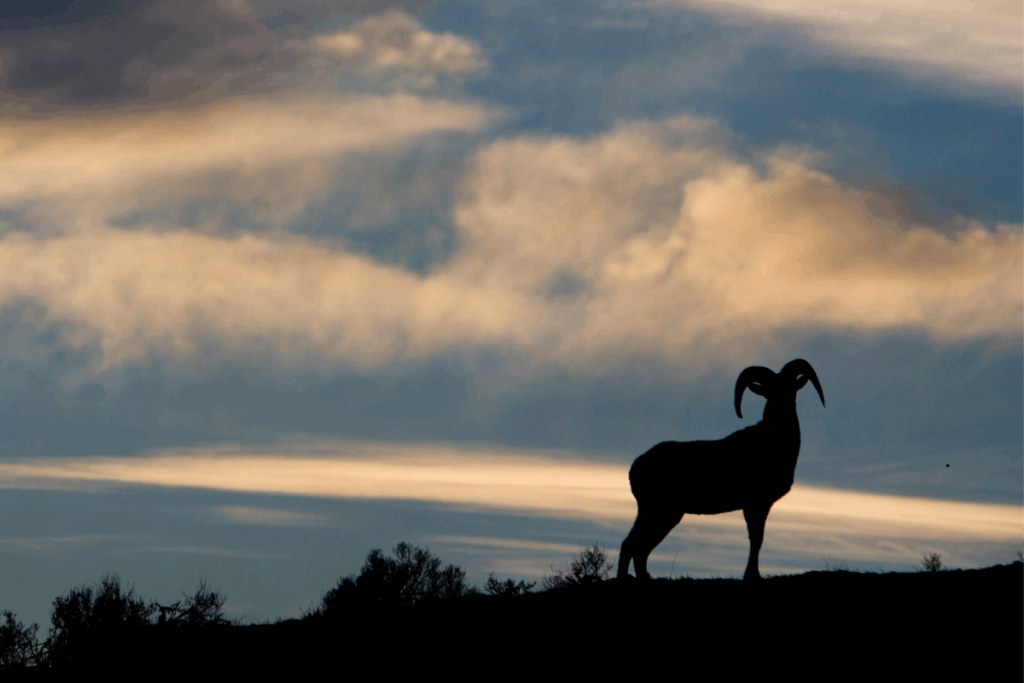 wildlife viewing royal gorge